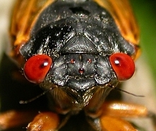 cicada